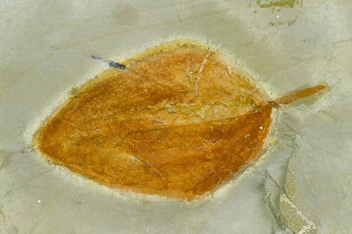 Fossil Leaf (Zizyphoides) - Montana #120853